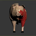 Pig Anatomical Model Showing Detailed Muscle Structure For Educational Use 3d model