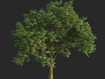 Lush Green Arbor With Dense Foliage And Strong Trunk In Natural Environment 3d model