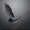 Flying Pigeon With Spread Wings Blue Purple Green Iridescent Feathers Red Feet Dark Background
