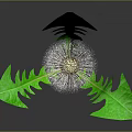 Vibrant Dandelion with Green Leaves and White Fluffy Seed Head on Dark Background with Reflection