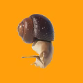 Modern Snail II 3d model