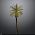 Lush Tropical Palm Tree With Green and Yellow Leaves And Brown Trunk