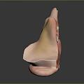 Human Ear Anatomy 3D Model Showing Internal Structures And Detailed Medical View