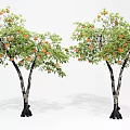 Two Arbor Trees With Green Leaves Orange Fruits And Dark Trunks