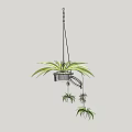 Green Leafy Hanging Bonsai Potted Plant With Small Trailing Plants And Metal Hanger