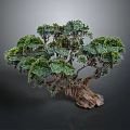 Artistic Bonsai Tree With Green Foliage Twisted Trunk And Detailed Branches