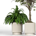 Bonsai Potted Plants with Leafy Trees and Fern in White Textured Cylindrical Pots