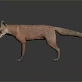 Realistic Red Fox 3D Render with Orange Fur Black Legs and Ears