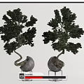 Elegant Bonsai Trees With Curved Trunks Green Foliage In Stone Pots On Metal Stands