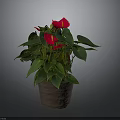 Indoor Anthurium Plant With Red Flowers Green Leaves In Brown Ceramic Pot