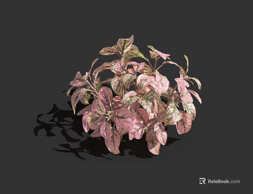 Pink and Green Variegated Leaves Plant with Round Shaped Bush and Decorative Foliage 3d model 