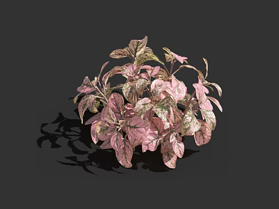 Pink and Green Variegated Leaves Plant with Round Shaped Bush and Decorative Foliage 3d model