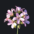 Blooming Pink Flower With Delicate Petals And Slender Stem Against Black Background