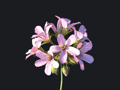 Blooming Pink Flower With Delicate Petals And Slender Stem Against Black Background 3d model