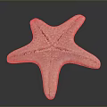 Detailed White Textured Natural Starfish On Black Background With Reflection