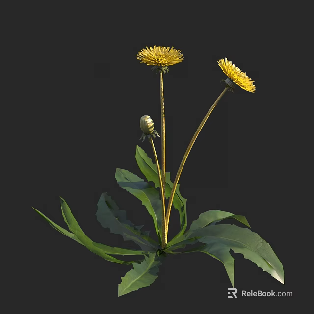 Bright Yellow Dandelion Flowers With Unopened Bud And Green Leaves 3d model 
