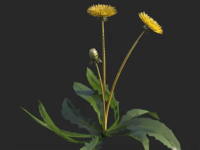 Bright Yellow Dandelion Flowers With Unopened Bud And Green Leaves 3d model