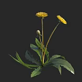 Bright Yellow Dandelion Flowers With Unopened Bud And Green Leaves