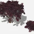 Crimson Leaf Maple Tree With Brown Trunk And Smaller Companion Plant