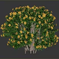 Potted Shrub Plant With Yellow Flowers And Green Leaves In Round Shape