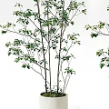 Lush Bonsai Potted Plant with Green Foliage in Simple White Indoor Decor Pot