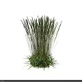 Natural Wild Herbaceous Plants With Green Leaves And Tall Slender Stems