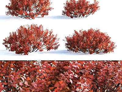 Vibrant Red Leaf Shrubs Enhancing Snowy Winter Landscape With Lush Foliage 3d model