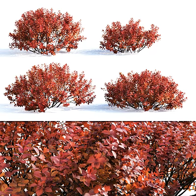 Vibrant Red Leaf Shrubs Enhancing Snowy Winter Landscape With Lush Foliage 3d model
