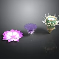 Colorful Decorative Lotus Flowers in Pink Purple and Green on Dark Background