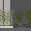 Bamboo Plants In Modern Indoor Landscaping With Rocks And Moss