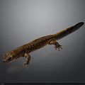Orange and Black Spotted Lizard with Long Tail on Dark Background
