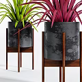 Colorful Potted Bonsai Plants With Green Yellow Purple Leaves In Black Pots On Wooden Stands