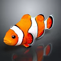 Vibrant Tropical Orange Clownfish With White Stripes And Black Edged Fins