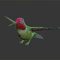 Vibrant Hummingbird Pink Head Red Throat Green Body Spread Wings Reflection On Smooth Surface