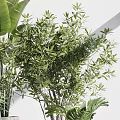Variety of Green Bonsai Potted Plants in White Ceramic Pots on Gray Pedestals