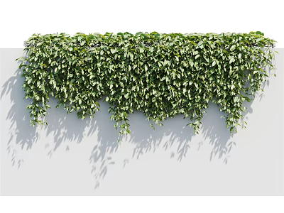 Lush Green Vines With Dense Foliage Cascading Over White Wall Background 3d model