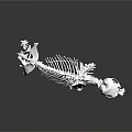 White Animal Skeleton Display On Black Reflective Surface With Detailed Structure