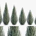 Evergreen Trees In Various Heights With Human Silhouette For Size Comparison