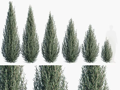 Evergreen Trees In Various Heights With Human Silhouette For Size Comparison 3d model