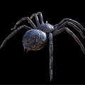 Realistic Black Spider with Red Eyes and Long Legs on Black Background
