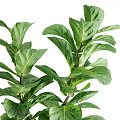 Bonsai Potted Fiddle Leaf Fig Plant With Green Leaves Trunk And Black Pot