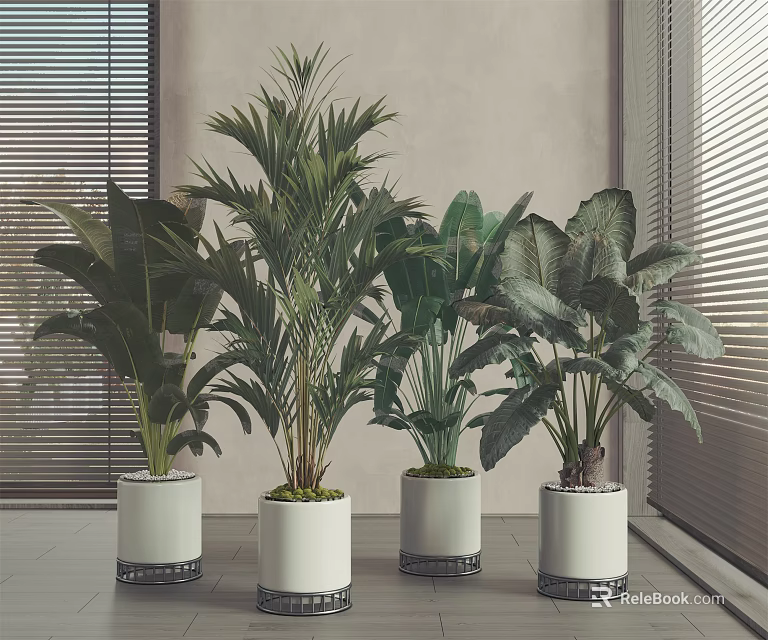 Indoor Bonsai Potted Plants in White Planters by Window with Blinds and Various Green Foliage 3d model 
