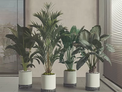 Indoor Bonsai Potted Plants in White Planters by Window with Blinds and Various Green Foliage 3d model
