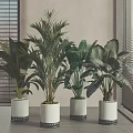 Indoor Bonsai Potted Plants in White Planters by Window with Blinds and Various Green Foliage