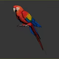 Red Parrot With Colorful Red Yellow Blue Feathers And White Beak On Gray Background
