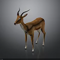 Brown Antelope with Long Curved Horns Standing on Gray Background with Reflection