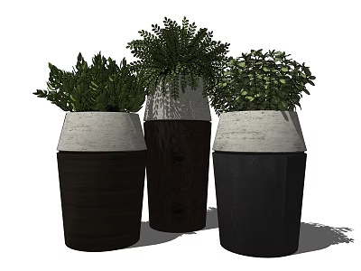 Modern Bonsai Potted Plants With Lush Green Foliage In Wooden Concrete Pots 3d model