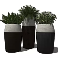 Modern Bonsai Potted Plants With Lush Green Foliage In Wooden Concrete Pots