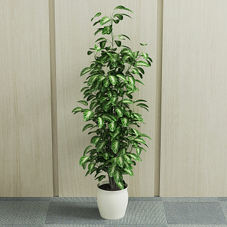 modern potted plant green plant 3d model