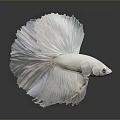 Beautiful White Betta Fish With Large Flowing Tail And White Fins In Dark Background